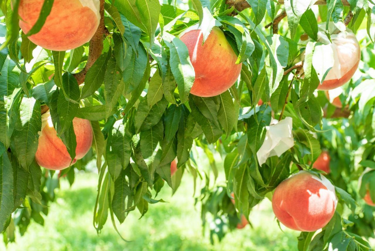 Fruit Park Fujiya Hotel Yamanashi  Eksteriør billede