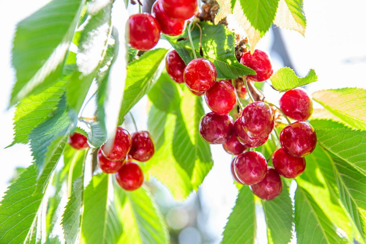 Fruit Park Fujiya Hotel Yamanashi  Eksteriør billede